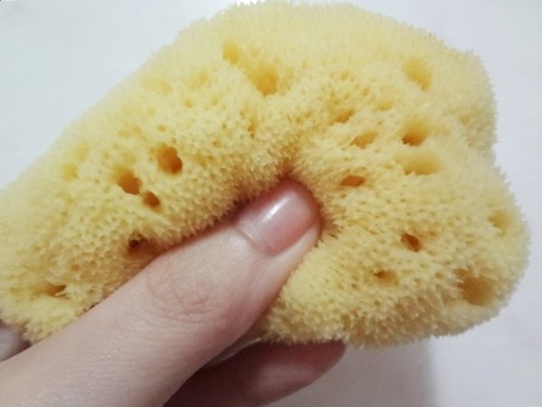海绵